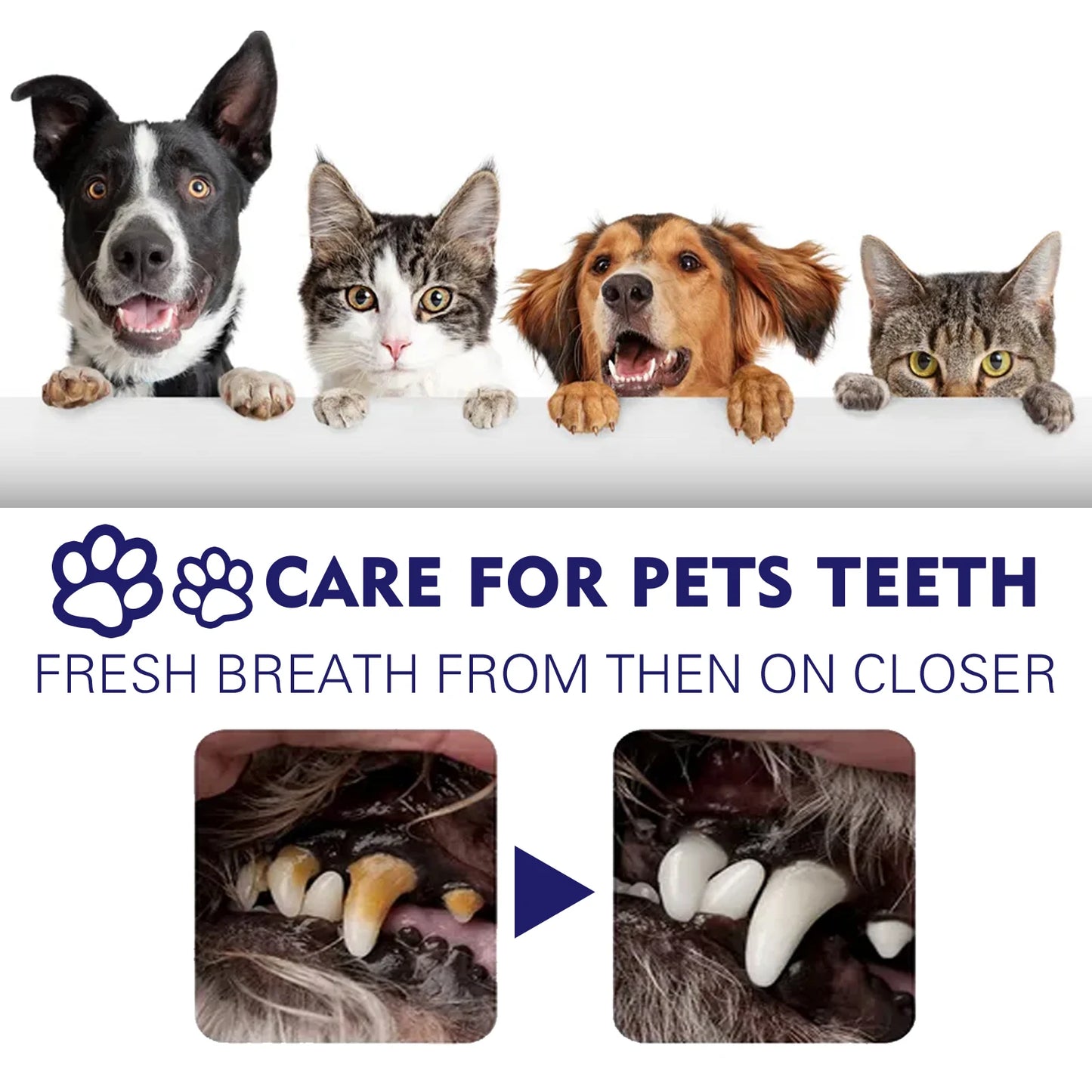 Pet Whitening Toothpaste – Reduces Tartar &amp; Removes Stains | Dog &amp; Cat
